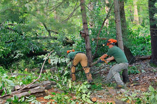 Best Storm Damage Tree Cleanup  in USA